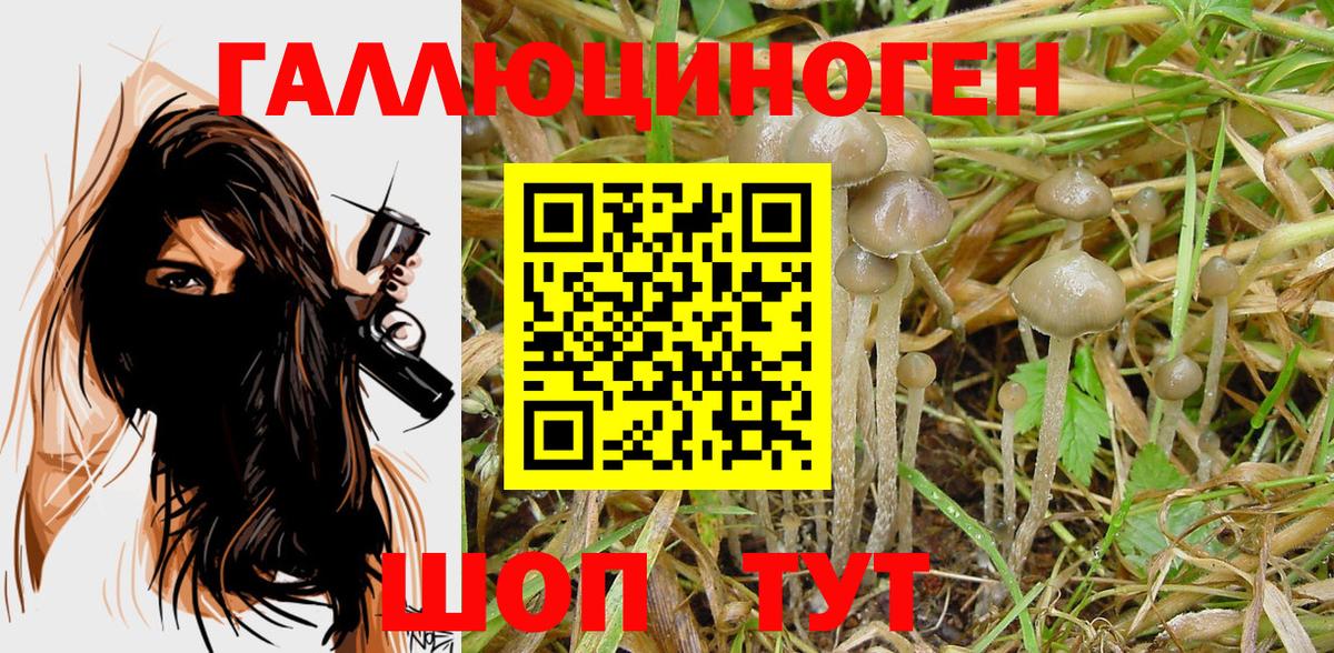 Нижнекамск  Псилоцибиновые грибы Psilocybine cubensis  Вход с VPN  Псилоцибиновые грибы Psilocybine cubensis 